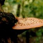 <b>Polyporus squamosus</b> (Schuppiger Porling): Ein holzzersetzender Pilz, der Wei&szlig;f&auml;ule (Simultamf&auml;ule - zun&auml;chst verspr&ouml;dend) vorwiegend im Stamm- und Starkastbereich verschiedener Laubbaumarten verursacht.